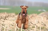 WELSH TERRIER 049